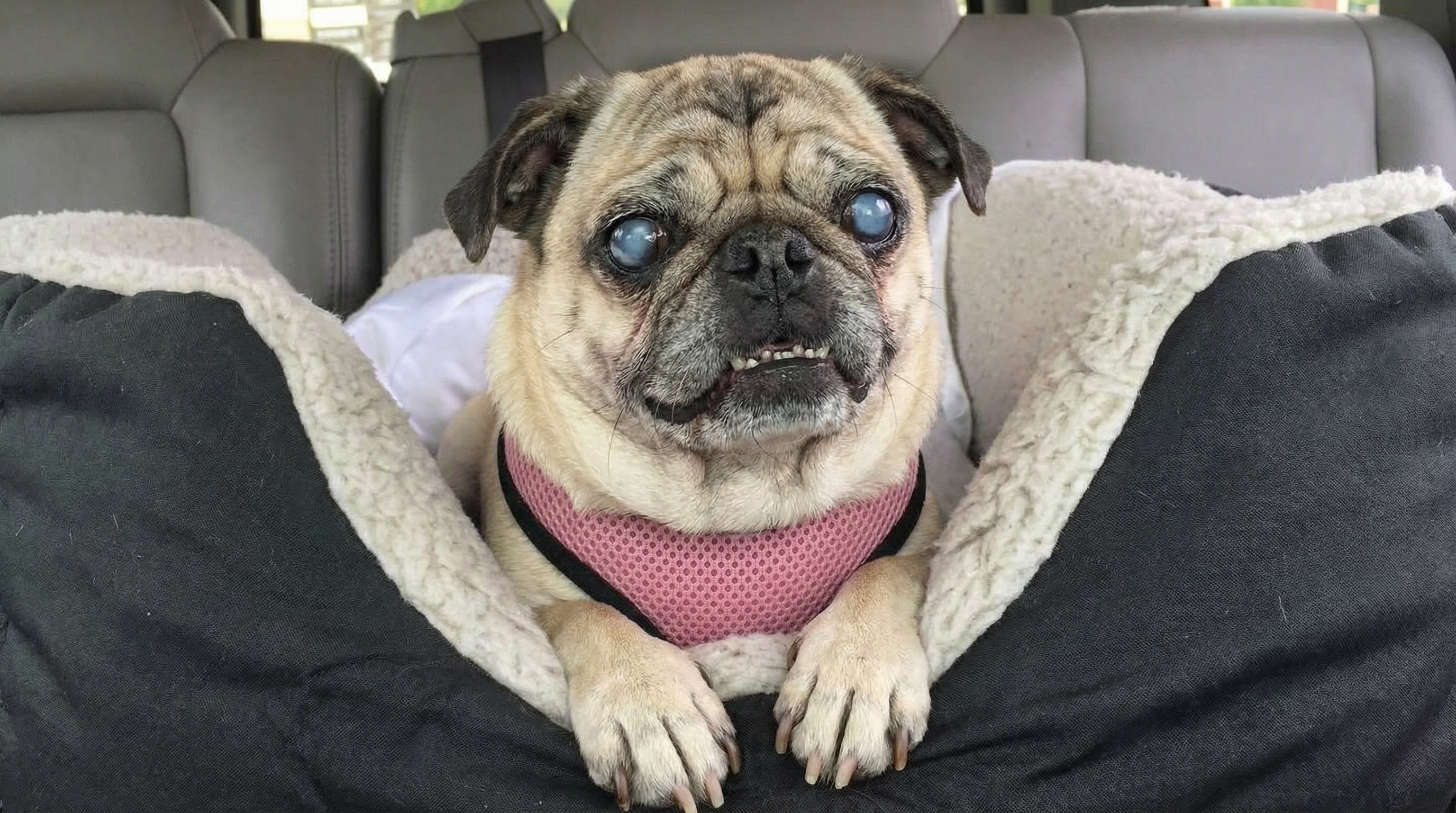 Blind rescue dog