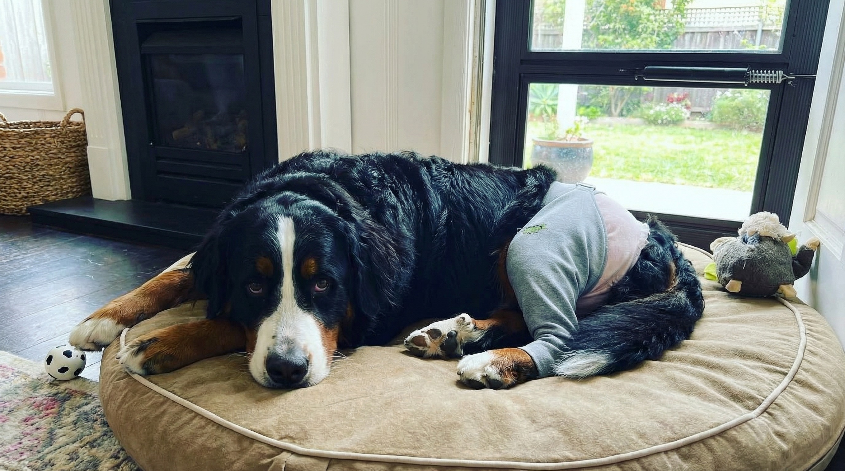 Dog recovering from hip surgery